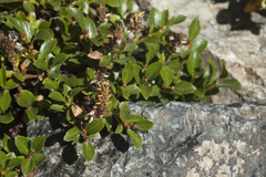Salix berberifolia