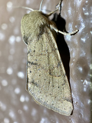 Orthosia annulimacula