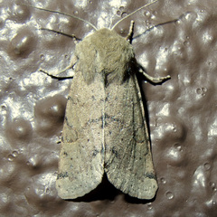 Orthosia annulimacula