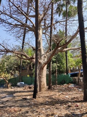 Adansonia