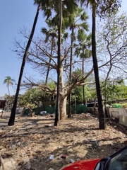 Adansonia