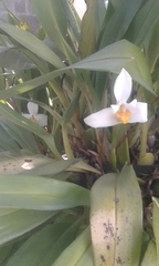 Maxillaria grandiflora