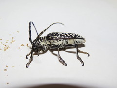 Rhytiphora saundersii