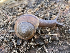 Helminthoglypta nickliniana