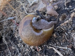 Helminthoglypta nickliniana