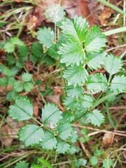 Sanguisorbinae
