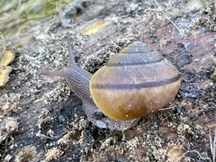 Helminthoglypta nickliniana