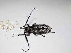 Rhytiphora saundersii