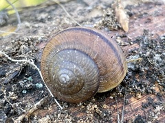 Helminthoglypta nickliniana