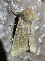 Orthosia annulimacula