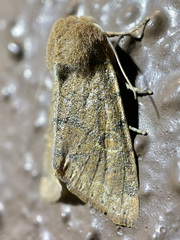 Orthosia annulimacula