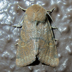 Orthosia annulimacula