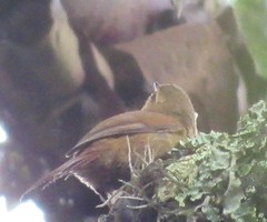 Cranioleuca obsoleta