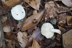Russula alboareolata