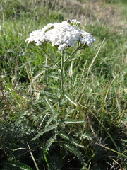 Achillea