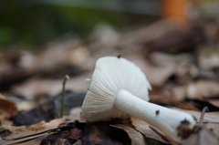 Russula alboareolata