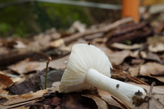 Russula alboareolata