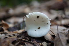 Russula alboareolata