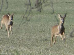 Capreolus capreolus