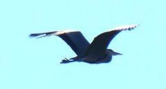 Ardea cinerea
