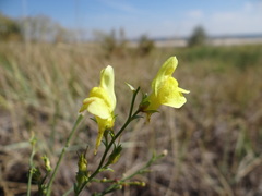 Linaria genistifolia euxina