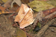 Zeuxidia amethystus