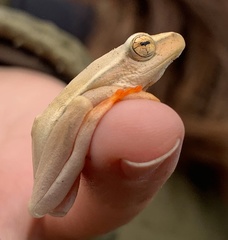 Hyperolius horstockii