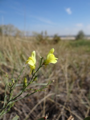 Linaria genistifolia euxina