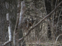Odocoileus virginianus macrourus
