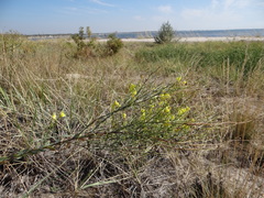 Linaria genistifolia euxina