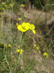 Diplotaxis tenuifolia