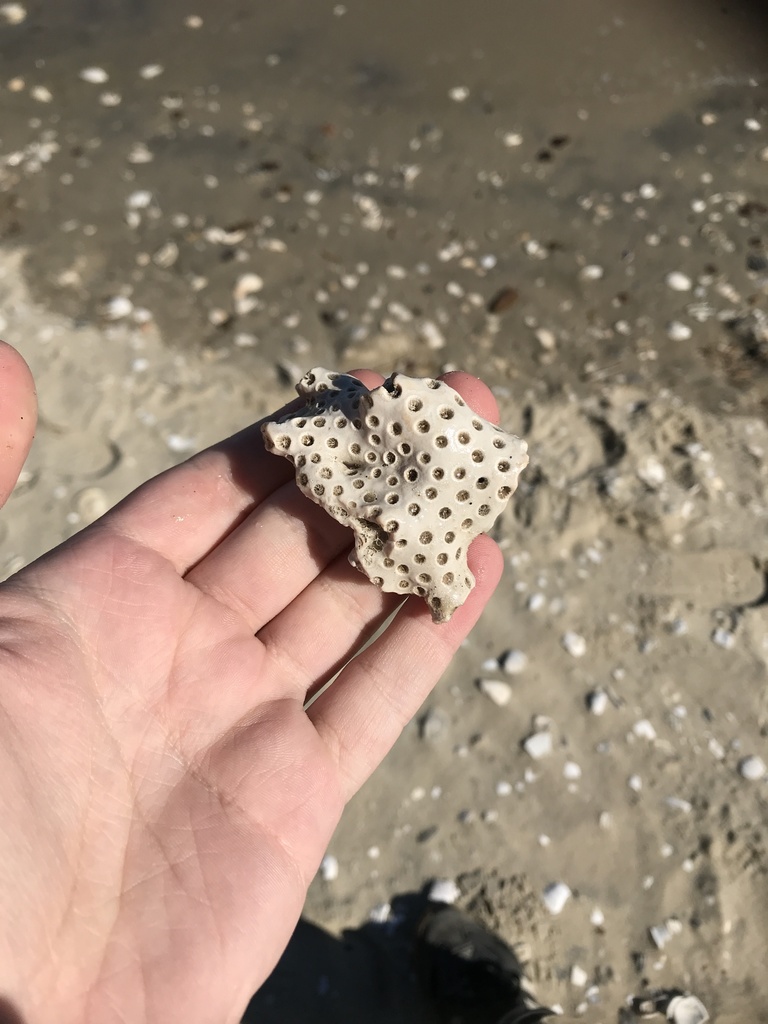 Astrhelia palmata