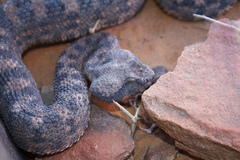 Cerastes cerastes cerastes