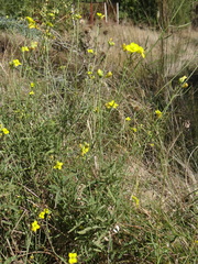 Diplotaxis tenuifolia