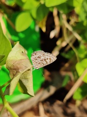 Leptotes plinius plinius