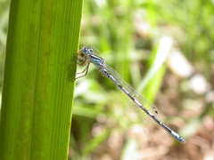 Coenagrion mercuriale