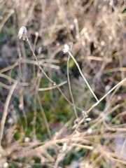 Helianthus porteri