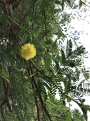 Vachellia seyal