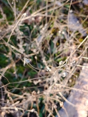 Helianthus porteri