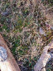 Helianthus porteri