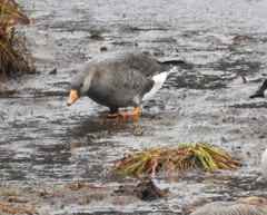 Anser albifrons flavirostris