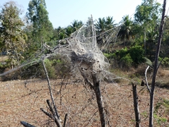 Stegodyphus sarasinorum