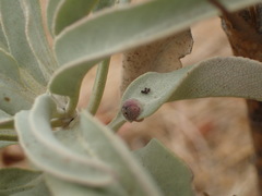 Rhopalomyia audibertiae
