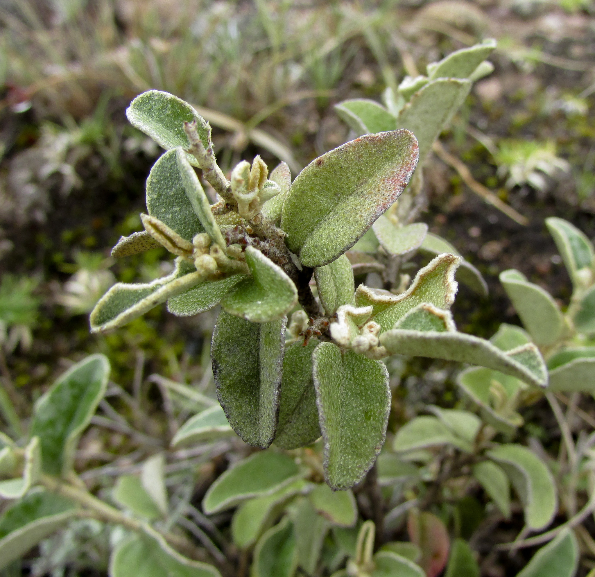 Croton ehrenbergii