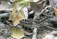 Lexias canescens