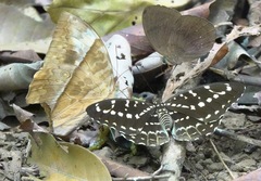 Lexias canescens