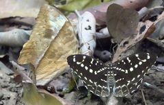 Lexias canescens