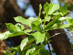 Morinda pubescens