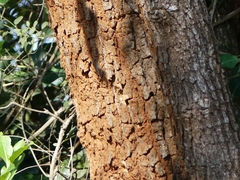 Morinda pubescens