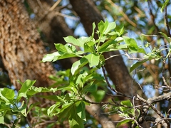 Morinda pubescens
